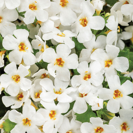 A cluster of small white blooms with yellow centers and delicate petals, surrounded by green leaves, densely packed together - Photo Courtesy of Proven Winners, Inc.