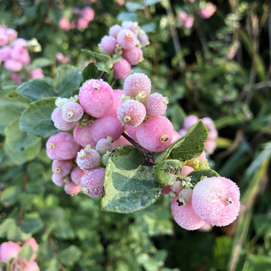 A close-up of Proud Berry® Coralberry (Symphoricarpos) reveals clusters of pink berries dusted with frost against lush green foliage - Photo Property of Garden Crossings LLC.