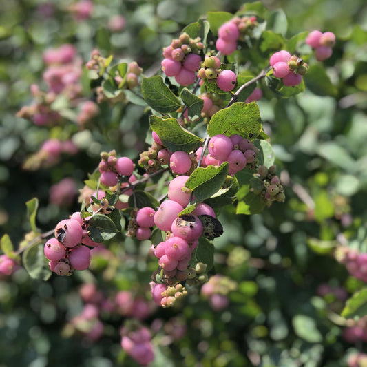 Proud Berry® Coralberry (Symphoricarpos) - Photo Property of Garden Crossings LLC