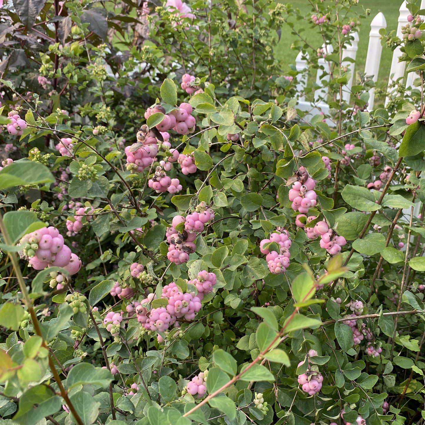 Proud Berry® Coralberry (Symphoricarpos) - Photo Property of Garden Crossings LLC