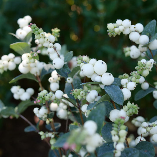 Clusters of small, round white berries on green leafy stems—some tinged light green and pink—adorn the Proud Berry® Pearl Coralberry (Symphoricarpos), set against a blurred green background - Photo Courtesy of Proven Winners, Inc.