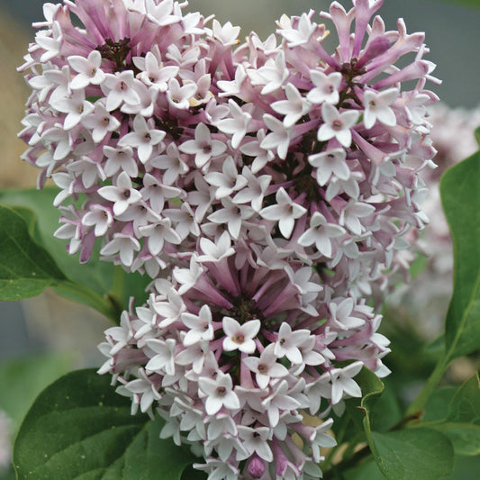 Close-up of Baby Kim® Lilac (Syringa) showing fragrant, light purple star-shaped blooms with green leaves in the background - Photo Courtesy of Proven Winners, Inc.