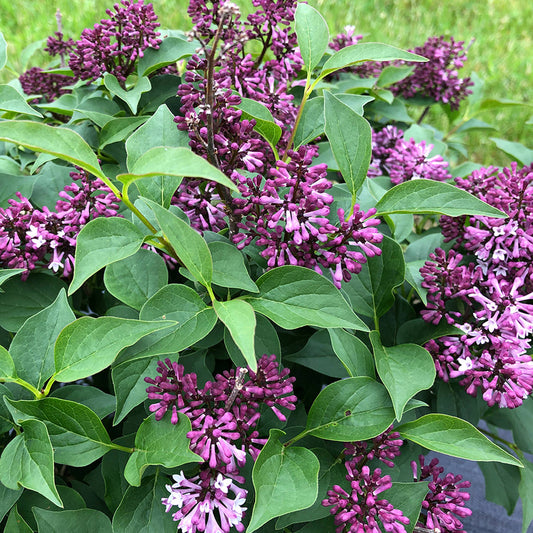 Clusters of small, fragrant lavender blooms are surrounded by green leaves on Baby Kim® Lilac (Syringa), with vibrant flowers densely packed on its compact stems against a blurred grassy background - Photo Courtesy of Proven Winners, Inc.