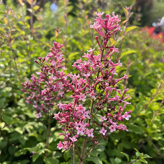 Bloomerang Ballet® Lilac (Syringa) - Photo Property of Garden Crossings LLC