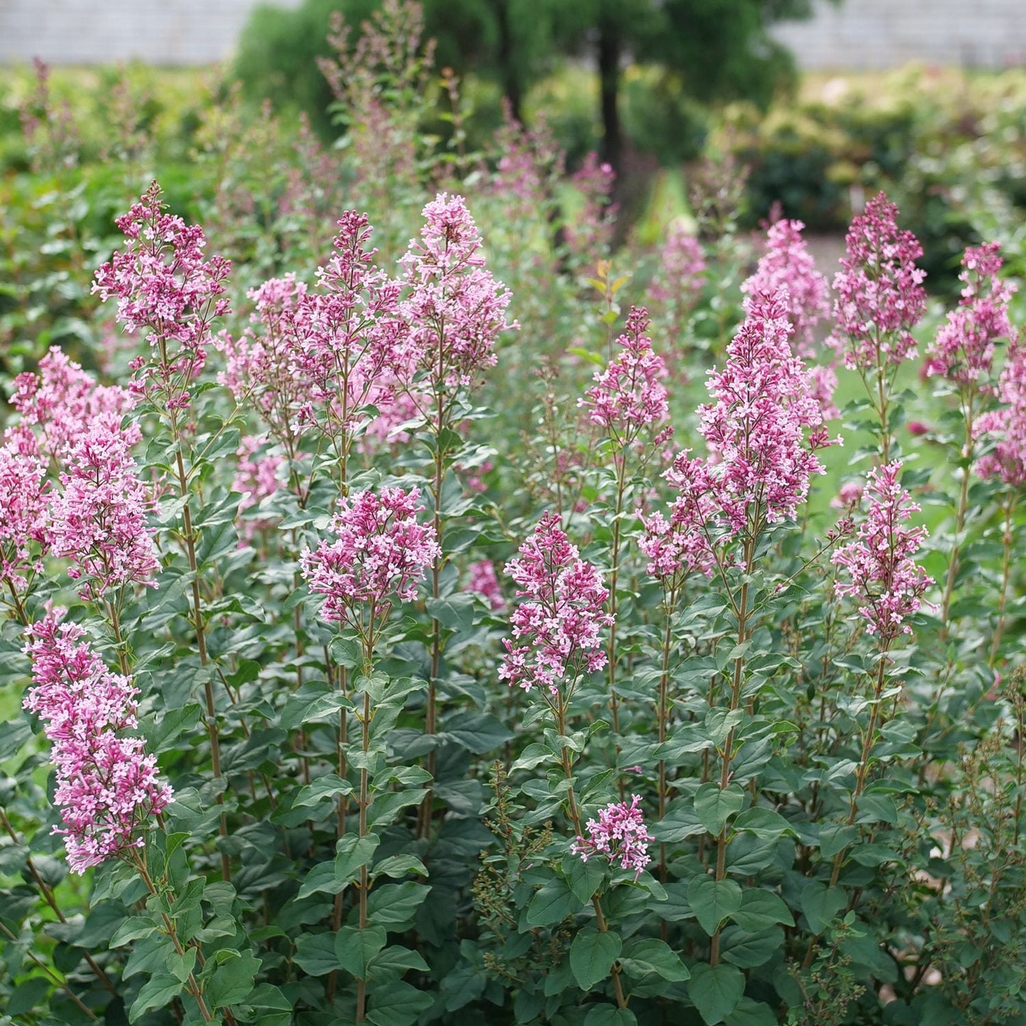 Bloomerang Ballet® Lilac (Syringa) displays tall clusters of vibrant pink flowers and green foliage, reblooming with a sweet lilac scent, creating a stunning, fragrant hedge in the garden - Photo Courtesy of Proven Winners, Inc.