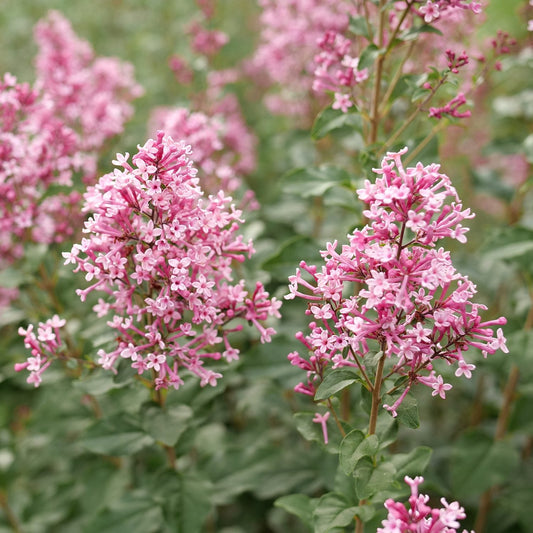 Clusters of small, star-shaped pink flowers bloom on leafy green stems, creating a vibrant garden display - Photo Courtesy of Proven Winners, Inc.