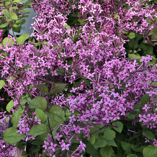 Clusters of small, star-shaped purple flowers bloom densely among green leaves on the Bloomerang® Dark Purple Reblooming Lilac (Syringa), a fragrant shrub prized for its vibrant color and exceptional reblooming performance. - Photo Property of Garden Crossings LLC