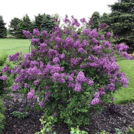 The Bloomerang® Dark Purple Reblooming Lilac (Syringa), a fragrant shrub, features clusters of purple flowers and grows in a mulched garden bed, bordered by green grass and trees in the background. - Photo Property of Garden Crossings LLC