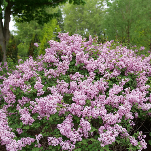 A lush Bloomerang Purpink® Lilac (Syringa) bush, adorned with fragrant clusters of small blooms, thrives outdoors amid vibrant green foliage and distant trees. - Photo Courtesy of Proven Winners, Inc.