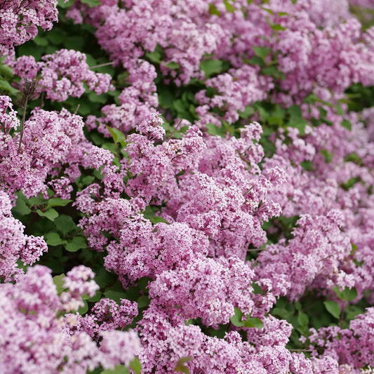 A dense cluster of Bloomerang Purpink® Lilac (Syringa) bushes displays vibrant, fragrant light purple blooms, with green leaves peeking through the masses of blossoms. - Photo Courtesy of Proven Winners, Inc.