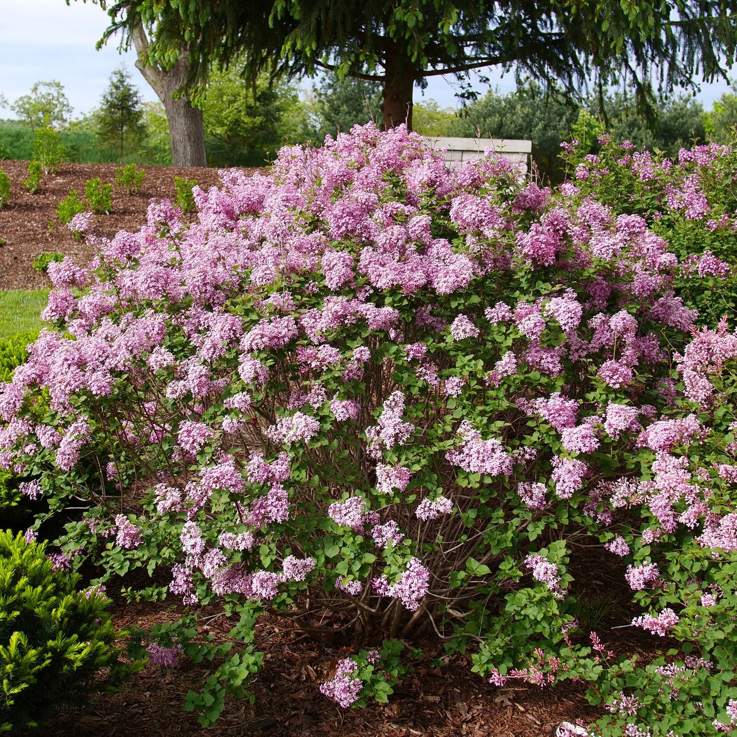 A large Bloomerang Purpink® Lilac (Syringa) shrub, with dense clusters of fragrant blooms, stands in a garden bordered by trees and green grass. Mulch encircles the base of this reblooming lilac. - Photo Courtesy of Proven Winners, Inc.