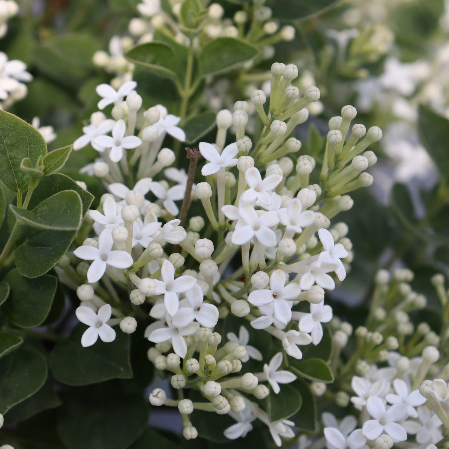 Clusters of small, white, star-shaped blooms surrounded by green leaves give Bloomerang Showmound® Reblooming Lilac (Syringa) a delicate charm. Densely packed flowers, with some buds unopened, create a fresh and vibrant look. - Photo Courtesy of Proven Winners, Inc.
