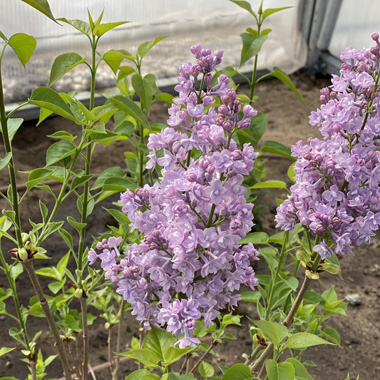 Scentara® Double Blue Lilac (Syringa) - Photo Property of Garden Crossings LLC