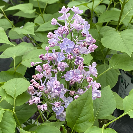 Scentara® Double Blue Lilac (Syringa) - Photo Property of Garden Crossings LLC
