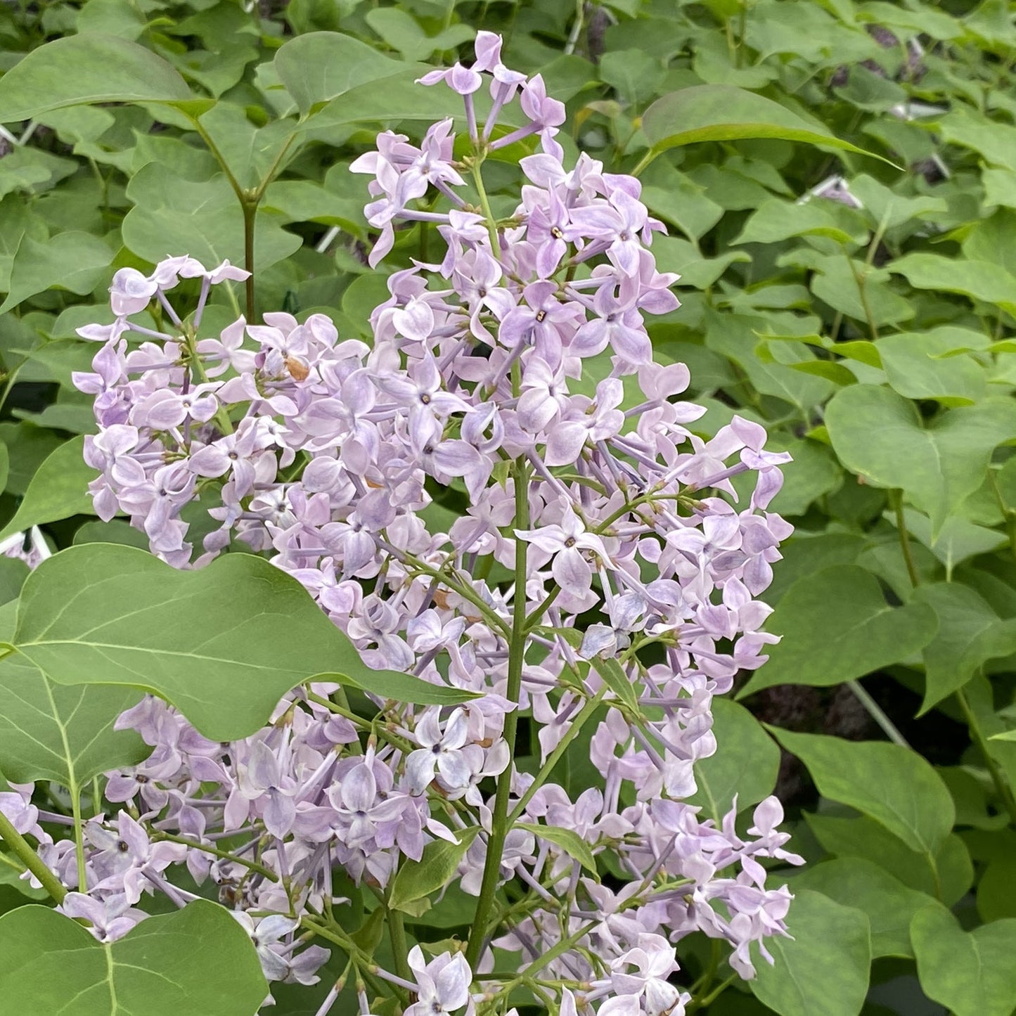 A close-up of Scentara Pura® Lilac (Syringa) shows fragrant, light purple blooms densely clustered among green leaves. These flowers stand out against the lush foliage, highlighting the beauty of this lilac variety - Photo Property of Garden Crossings LLC.