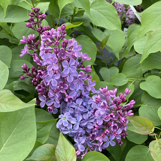 Scentara Pura® Lilac (Syringa) - Photo Property of Garden Crossings LLC