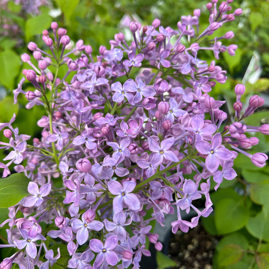 Scentara Pura® Lilac (Syringa) - Photo Property of Garden Crossings LLC