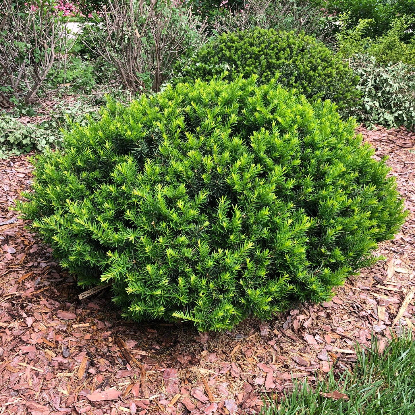 The Stonehenge Dark Druid® Yew (Taxus) is a lush, round shrub with dense, bright green needle-like leaves that thrives in mulched garden beds among other foliage, flourishing in sun or shade - Photo Property of Garden Crossings LLC.