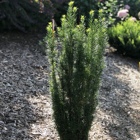 Stonehenge Skinny® Yew (Taxus) - Photo Property of Garden Crossings LLC