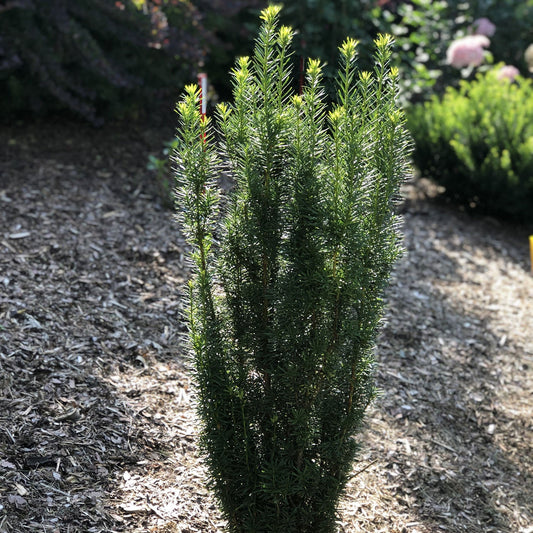 A Stonehenge Skinny® Yew (Taxus), an upright, columnar yew with dense needle-like foliage, stands in a mulched garden bed, sunlight illuminating its vibrant green branches. Other plants are softly blurred in the background. - Photo Property of Garden Crossings LLC