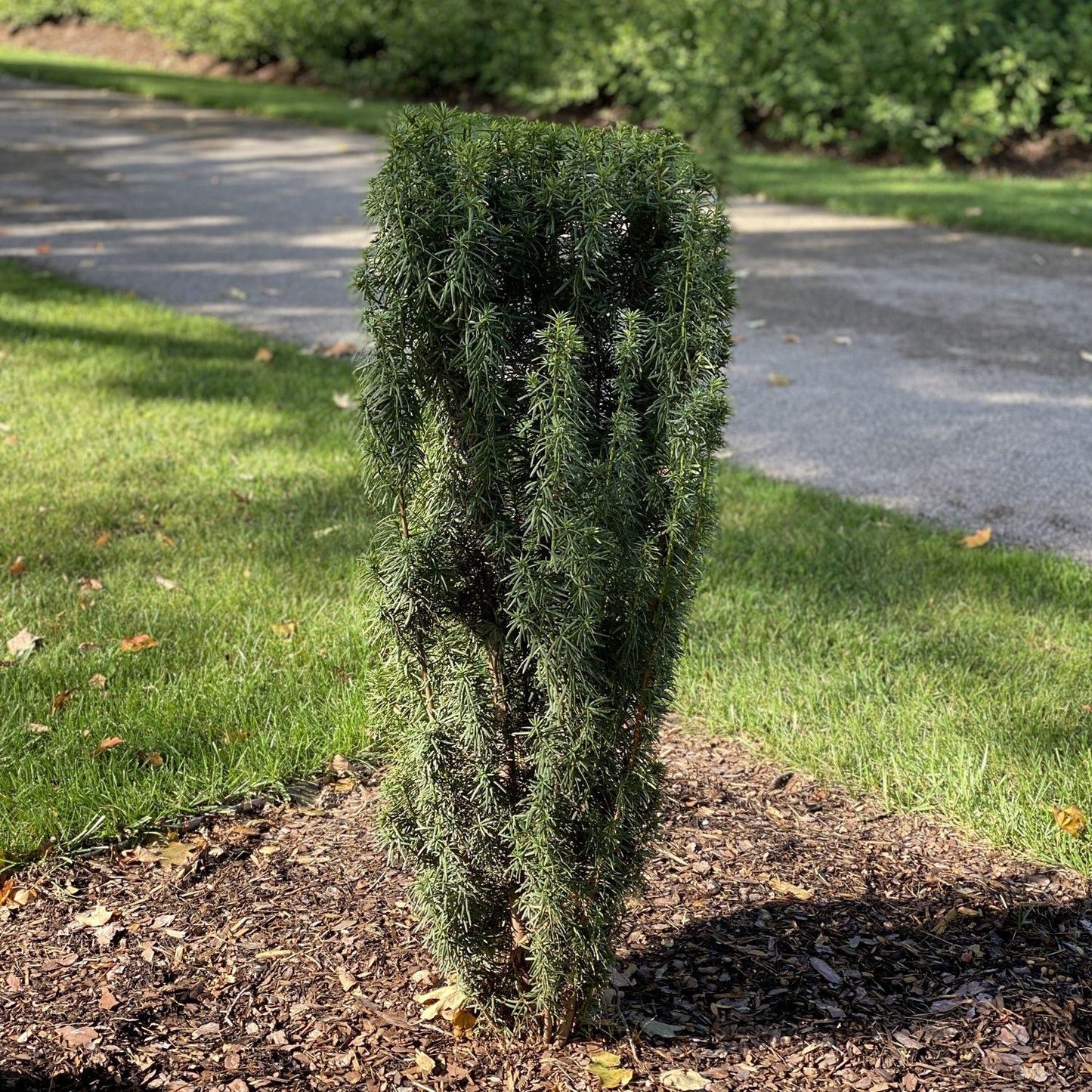 The Stonehenge Skinny® Yew (Taxus), a tall, narrow evergreen with dense green needles, is planted in mulch, surrounded by grass and a paved path in a landscaped garden. - Photo Property of Garden Crossings LLC