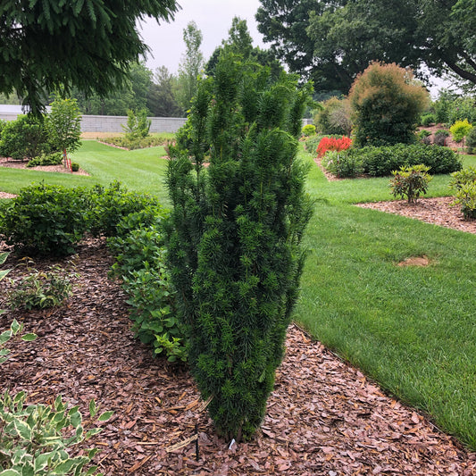 Stonehenge Skinny® Yew (Taxus) - Photo Property of Garden Crossings LLC