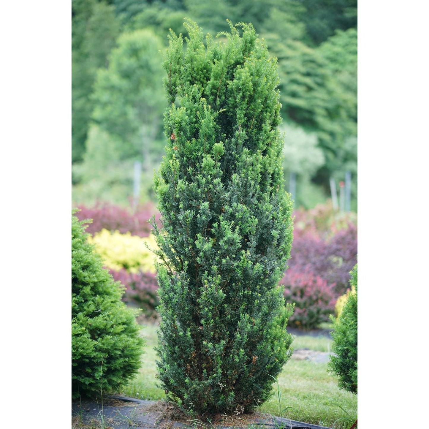 A tall Stonehenge® Yew (Taxus) evergreen shrubs stands amidst smaller shrubs, landscape fabric visible around its base - Photo Courtesy of Proven Winners, Inc.