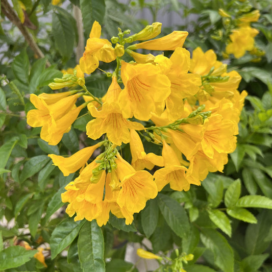 Chicklet® Gold Trumpet Bush (Tecoma) - Photo Property of Garden Crossings LLC