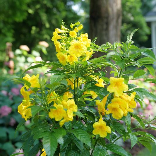 A cluster of bright yellow trumpet-shaped flowers blooms on a Chicklet® Gold Trumpet Bush (Tecoma) in a sunlit garden, with blurred trees and colorful blossoms in the background. - Photo Courtesy of Proven Winners, Inc.