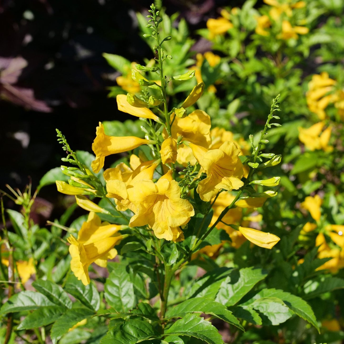 A cluster of bright yellow trumpet-shaped flowers of the Chicklet® Gold Trumpet Bush (Tecoma), a vibrant shrub with green leaves, blooms in sunlight against a backdrop of lush foliage and shaded areas. - Photo Courtesy of Proven Winners, Inc.
