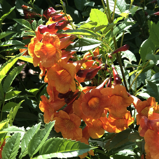 Chicklet® Orange Trumpet Bush (Tecoma) - Photo Property of Garden Crossings LLC