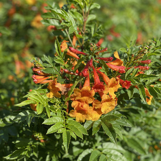 Chicklet® Orange Trumpet Bush (Tecoma) - Photo Property of Garden Crossings LLC