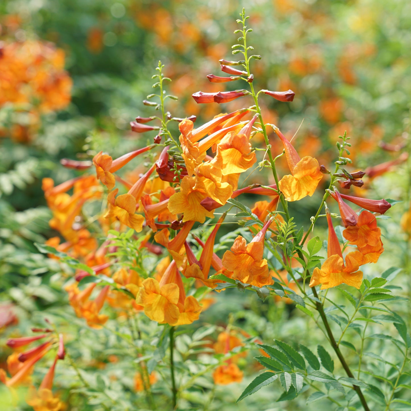 Chicklet® Orange Trumpet Bush (Tecoma) - Photo Courtesy of Proven Winners, Inc.