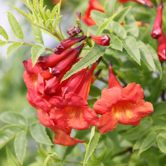 Chicklet® Red Esperanza (Tecoma) - Photo Courtesy of Proven Winners, Inc.