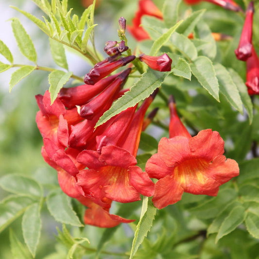 Close-up of a cluster of trumpet-shaped, orange-red flowers with yellow throats and green serrated leaves—Chicklet® Red Esperanza (Tecoma - Photo Courtesy of Proven Winners, Inc.