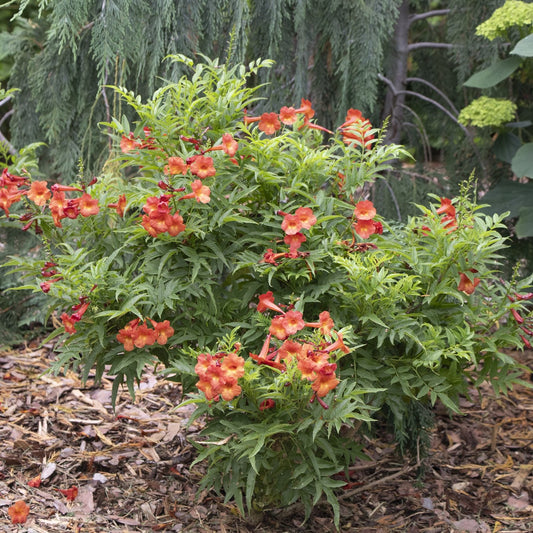 A lush shrub with spikey leaves and bright orange trumpet flowers, Chicklet® Red Esperanza (Tecoma) thrives in a mulched garden, complemented by surrounding plants and trees in the background. - Photo Courtesy of Proven Winners, Inc.