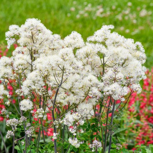 Cotton Ball' Meadow Rue (Thalictrum) - Photo Courtesy of Walters Gardens, Inc.