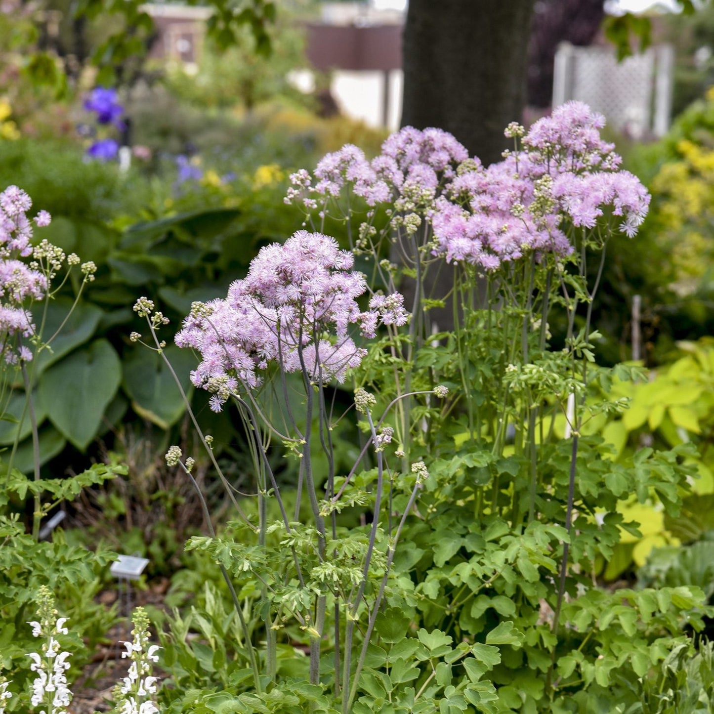 'Cotton Candy' Meadow Rue (Thalictrum) features tall, leafy green plants with clusters of fluffy, pale pink blooms, adding delicate color and texture to lush perennial gardens amid surrounding greenery - Photo Courtesy of Walters Gardens, Inc.