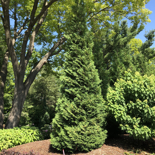 Full Speed A Hedge® 'American Pillar' Thuja - Photo Property of Garden Crossings LLC