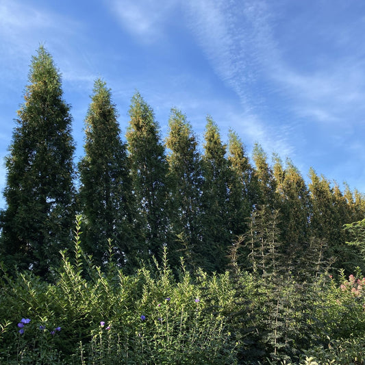 Tall Full Speed A Hedge® 'American Pillar' Thuja evergreens form a privacy screen under a blue sky, while dense green shrubs and purple flowers bring color to the foreground - Photo Property of Garden Crossings LLC.