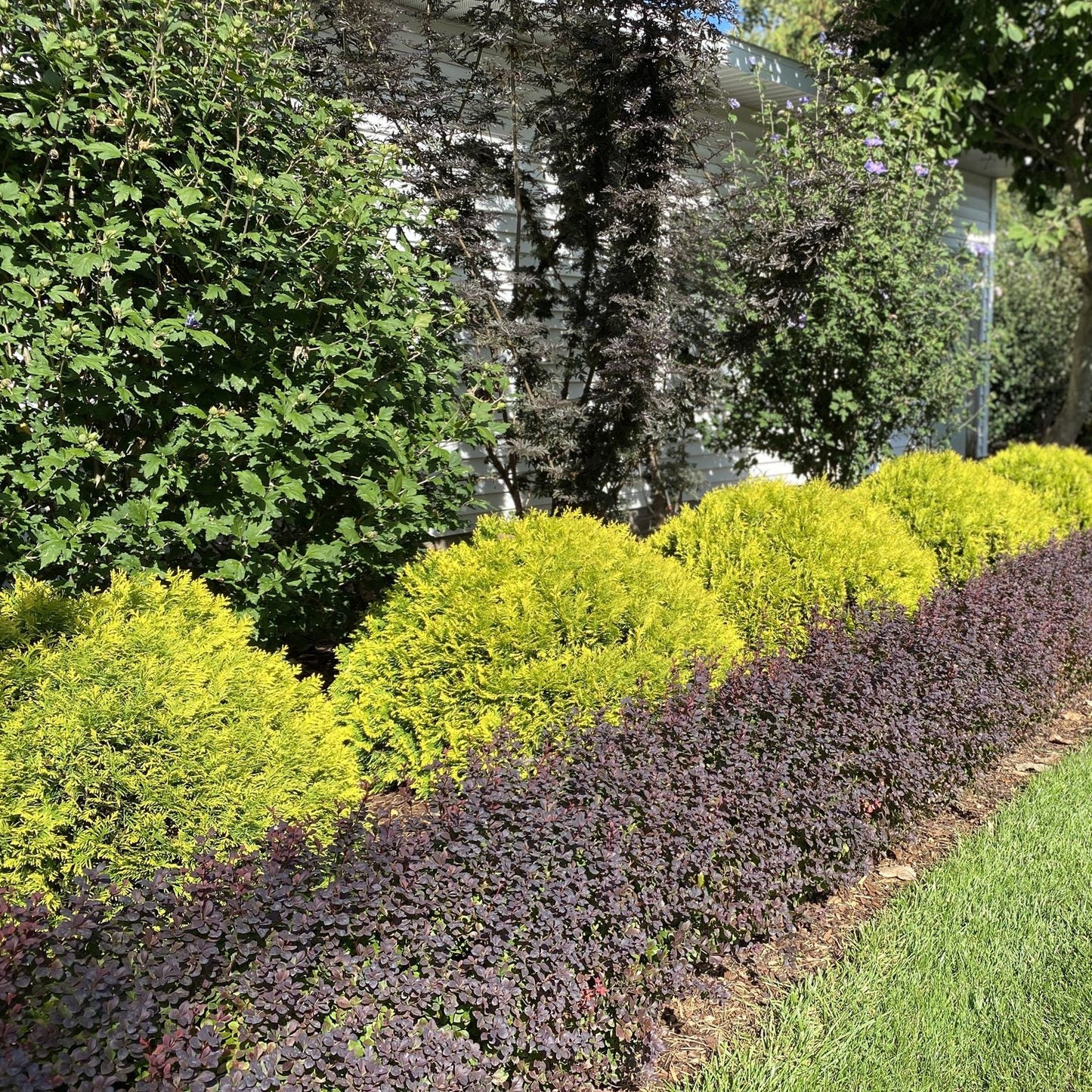 A garden border featuring Anna's Magic Ball® Arborvitae (Thuja) with its golden, round mounds; behind them are low purple-leaved plants and taller green bushes beside a house with white siding and dappled sunlight - Photo Property of Garden Crossings LLC.