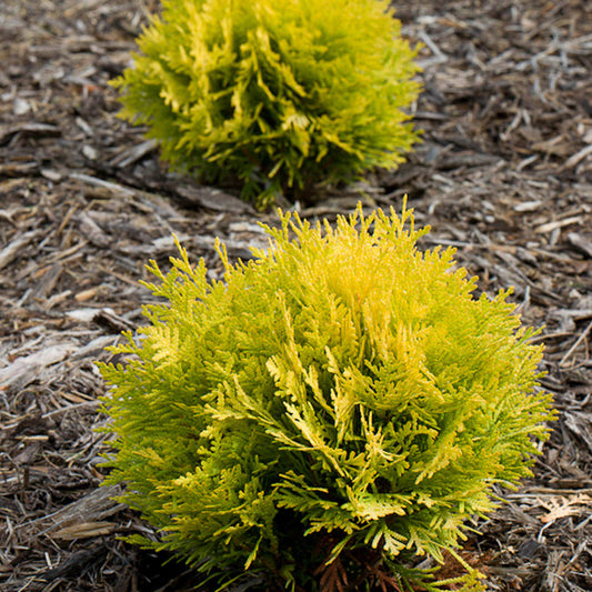 Anna's Magic Ball® Arborvitae (Thuja) - Photo Courtesy of Proven Winners, Inc.