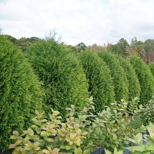 A row of dense, green Cheer Drops® Arborvitae (Thuja) shrubs stands in a landscaped yard with smaller leafy plants in front and a partly cloudy sky above - Photo Courtesy of Proven Winners, Inc.