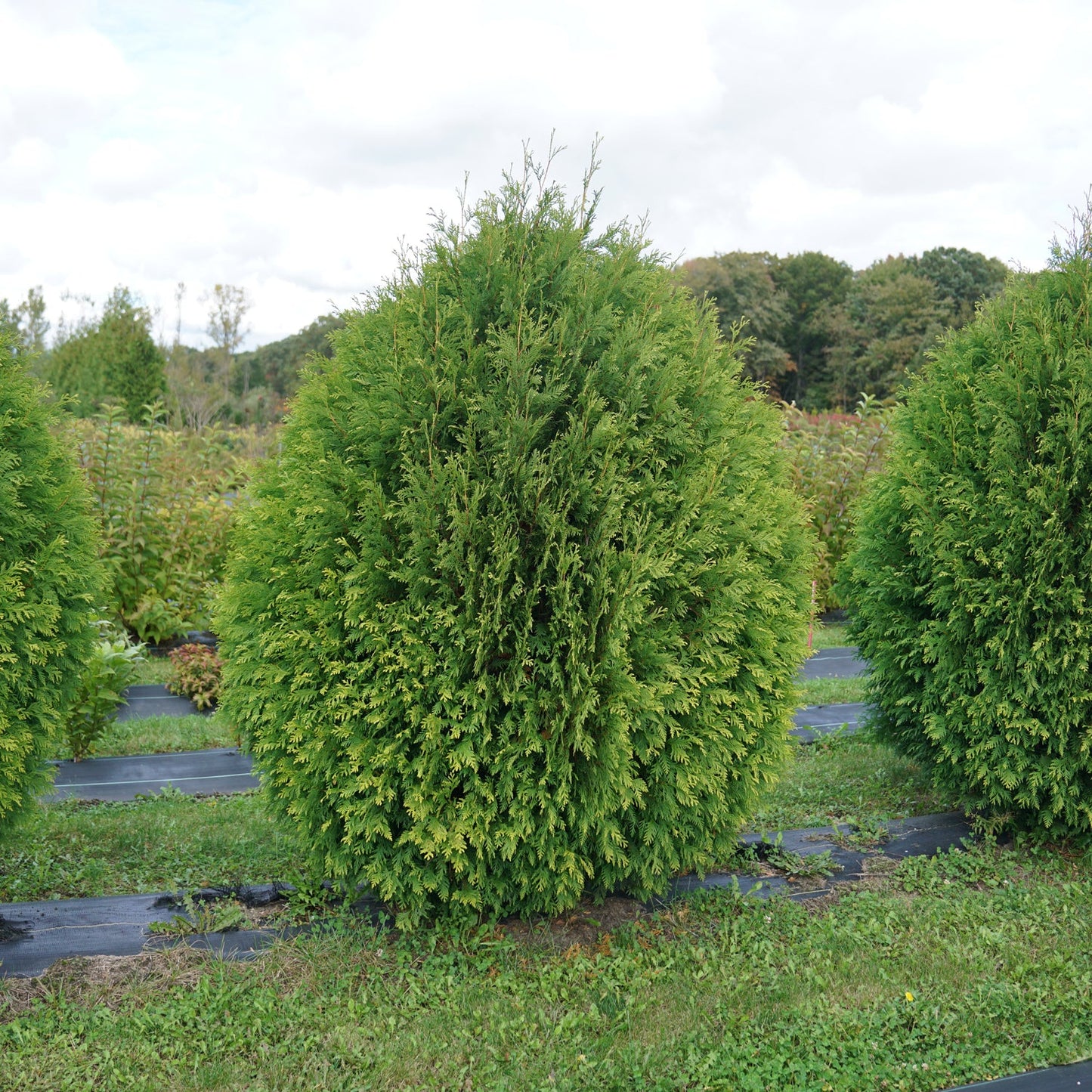 A round, dense green shrub with soft, needle-like foliage, Cheer Drops® Arborvitae (Thuja), grows in a landscaped area surrounded by grass, other Proven Winners shrubs, with trees and a cloudy sky in the background - Photo Courtesy of Proven Winners, Inc.