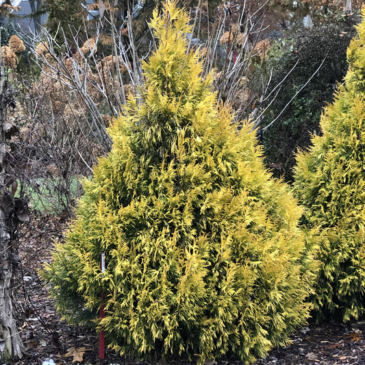 Fluffy® Arborvitae (Thuja) - Photo Property of Garden Crossings LLC