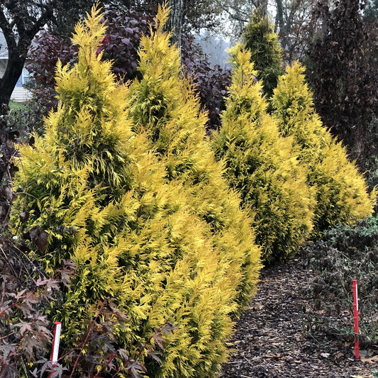Several bright yellow Fluffy® Arborvitae (Thuja), fast-growing and deer resistant evergreens, are planted in a row along a mulched garden path, surrounded by other foliage and marked with red and white garden stakes - Photo Property of Garden Crossings LLC.