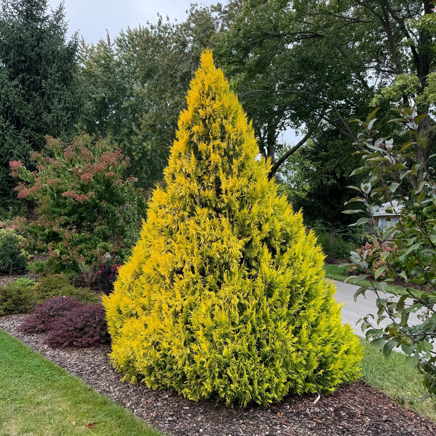 A vibrant Fluffy® Arborvitae (Thuja) featured in a landscaped garden bed with surrounding trees and bushes, while a lawn and street form the background - Photo Property of Garden Crossings LLC.