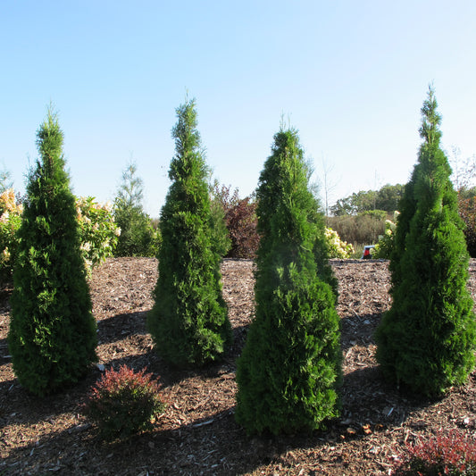 North Pole® Arborvitae (Thuja) - Photo Property of Garden Crossings LLC