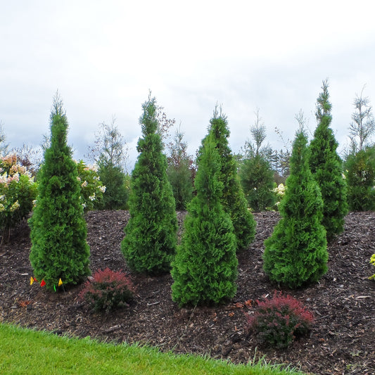North Pole® Arborvitae (Thuja) - Photo Property of Garden Crossings LLC