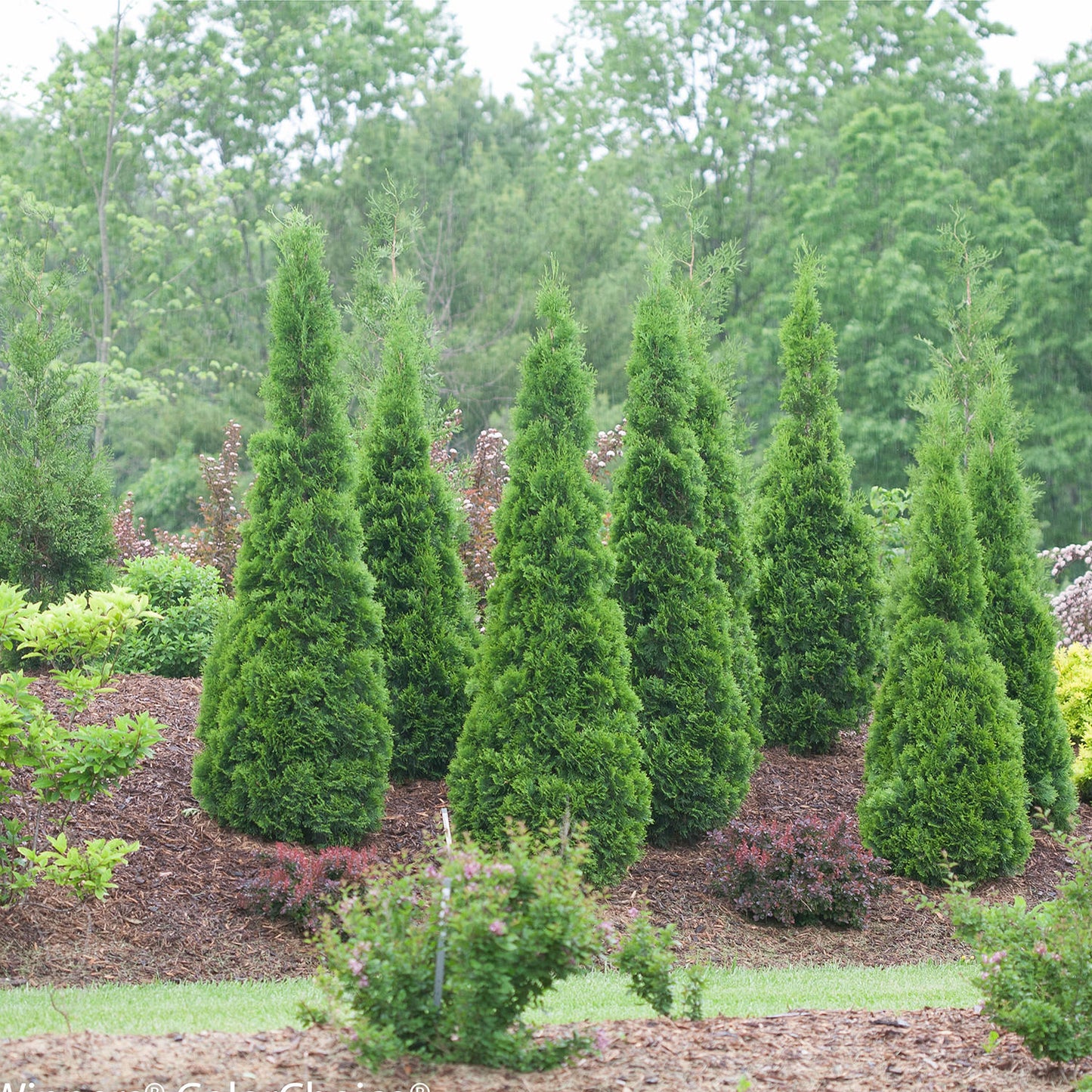North Pole® Arborvitae (Thuja) - Photo Courtesy of Proven Winners, Inc.